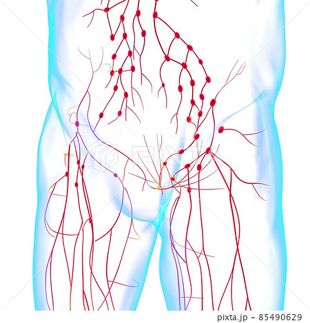 Human Lymph Nodes Anatomy For Medical Concept 3D Rendering Human Lymph Nodes Anatomy For Medical Concept 3D Rendering 85490629