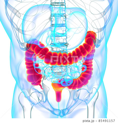 Large Intestine 3D Illustration Human Digestive System Anatomy 85491157