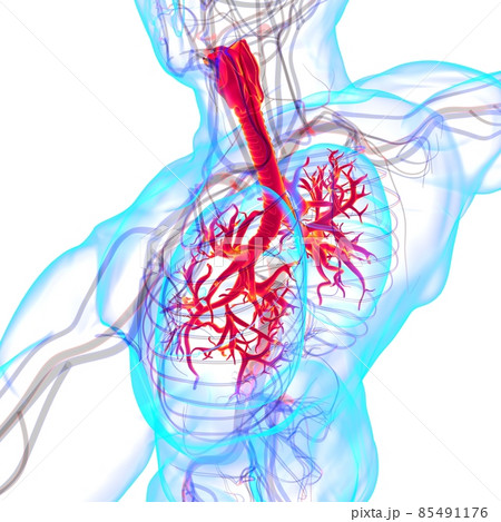 Lungs Human Respiratory System Anatomy For Medical Concept 3D Rendering 85491176