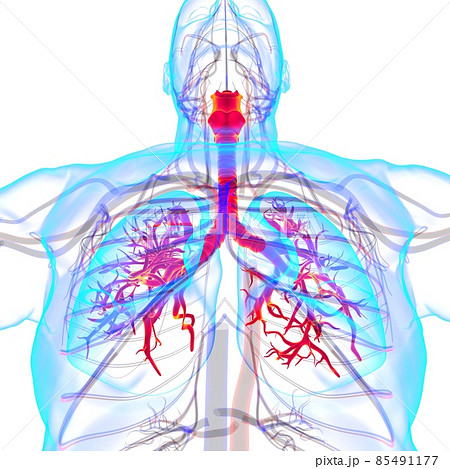 Lungs Human Respiratory System Anatomy For Medical Concept 3D Rendering 85491177