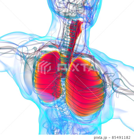 Lungs Human Respiratory System Anatomy For Medical Concept 3D Rendering Lungs Human Respiratory System Anatomy For Medical Concept 3D Rendering 85491182