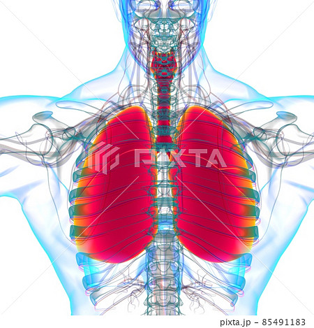 Lungs Human Respiratory System Anatomy For Medical Concept 3D Rendering Lungs Human Respiratory System Anatomy For Medical Concept 3D Rendering 85491183
