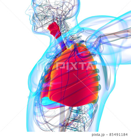 Lungs Human Respiratory System Anatomy For Medical Concept 3D Lungs Human Respiratory System Anatomy For Medical Concept 3D 85491184