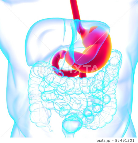 Stomach Anatomy Human Digestive System For Medical Concept 3D Rendering Stomach Anatomy Human Digestive System For Medical Concept 3D Rendering 85491201