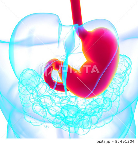 Stomach Anatomy Human Digestive System For Medical Concept 3D Rendering Stomach Anatomy Human Digestive System For Medical Concept 3D Rendering 85491204