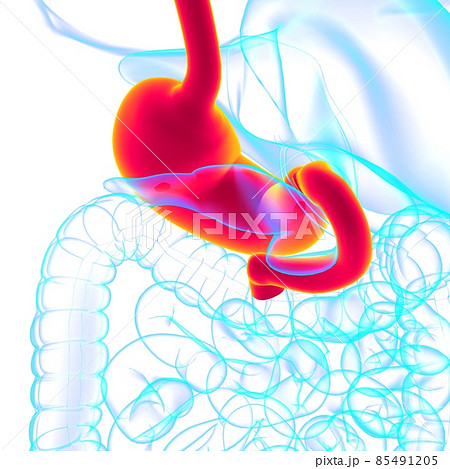 Stomach Anatomy Human Digestive System For Medical Concept 3D Stomach Anatomy Human Digestive System For Medical Concept 3D 85491205