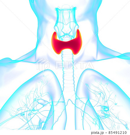 Thyroid Gland Anatomy For Medical Concept 3D Thyroid Gland Anatomy For Medical Concept 3D 85491210