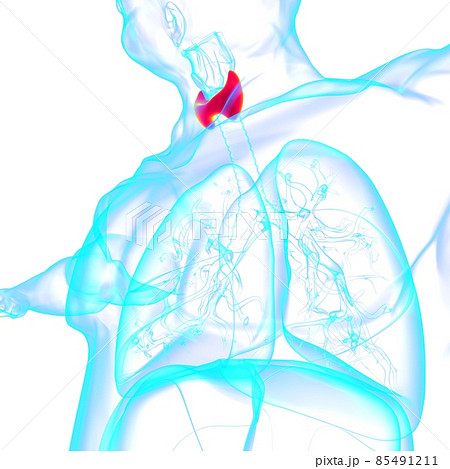 Thyroid Gland Anatomy For Medical Concept 3D Thyroid Gland Anatomy For Medical Concept 3D 85491211