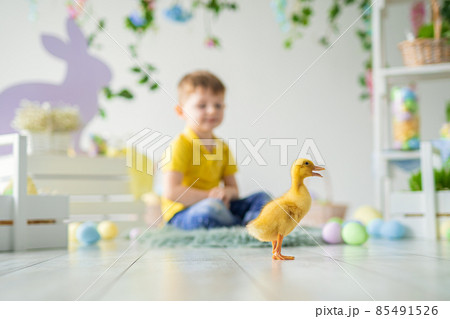 Cute little boy sits on wooden floor with little duckling in Easter decoration. Easter for children Cute little boy sits on wooden floor with little duckling in Easter decoration. Easter for children 85491526