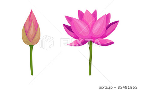 Water Lily Flower as Tropical Aquatic Herb Vector Set 85491865