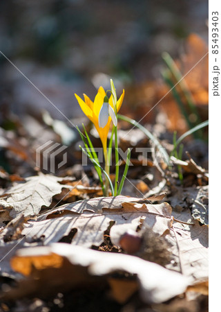 Sprouting crocus in a spring forest - selective focus, copy space Sprouting crocus in a spring forest - selective focus, copy space 85493403