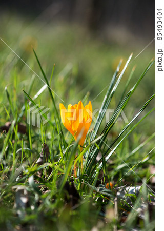 Sprouting crocus in a spring forest - selective focus, copy space Sprouting crocus in a spring forest - selective focus, copy space 85493404