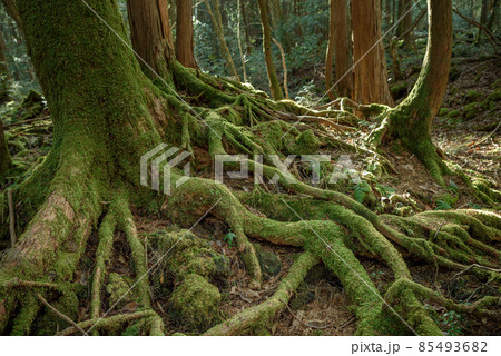 青木ヶ原樹海の木々・神秘的な森の中 青木ヶ原樹海の木々・神秘的な森の中 85493682