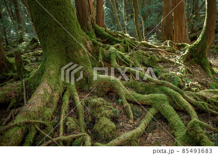 青木ヶ原樹海の木々・神秘的な森の中 青木ヶ原樹海の木々・神秘的な森の中 85493683