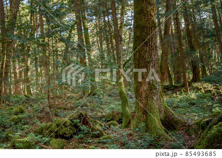 青木ヶ原樹海の木々・神秘的な森の中 青木ヶ原樹海の木々・神秘的な森の中 85493685