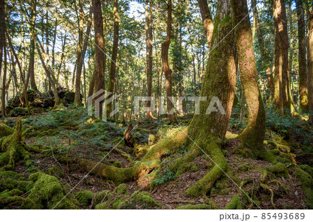 青木ヶ原樹海の木々・神秘的な森の中 85493689