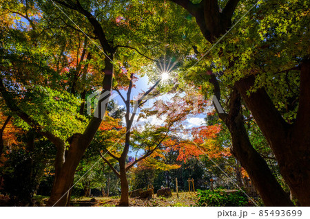 紅葉の見頃。赤、黄色、緑、オレンジのグラデーション。神戸山手の保久良神社で撮影 85493699
