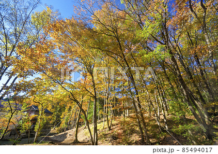 紅葉の狭山丘陵　晴れた日の狭山緑地の林 85494017