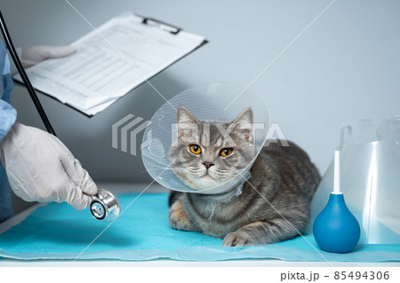 Scottish Straight cat in medical collar on examination by doctor in animal clinic. Pet healthcare. Concept of pets care, veterinary, healthy animals. Cat with Vet Elizabethan collar on vet exam table Scottish Straight cat in medical collar on examination by doctor in animal clinic. Pet healthcare. Concept of pets care, veterinary, healthy animals. Cat with Vet Elizabethan collar on vet exam table 85494306