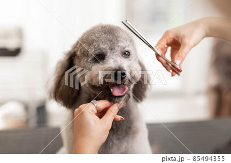 Pretty, blonde dog groomer lady trims purebred...の写真素材  