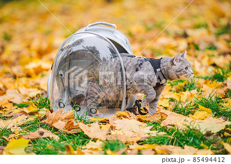 Cat porthole clearance backpack