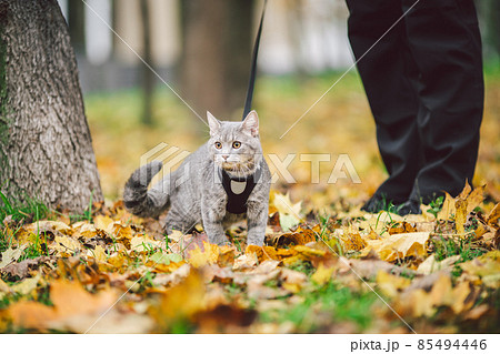 The topic is walking pets in nature. Close-up of leg and a cat on a sled in a park in yellow casts. A man with a cat on a leash in the forest in autumn. Owner of a gray cat in a park in a wooded area 85494446