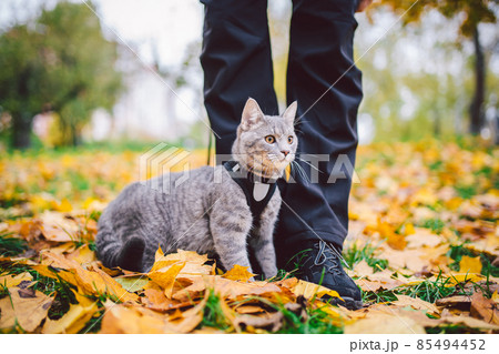 The topic is walking pets in nature. Close-up of leg and a cat on a sled in a park in yellow casts. A man with a cat on a leash in the forest in autumn. Owner of a gray cat in a park in a wooded area The topic is walking pets in nature. Close-up of leg and a cat on a sled in a park in yellow casts. A man with a cat on a leash in the forest in autumn. Owner of a gray cat in a park in a wooded area 85494452