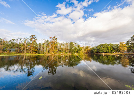 Goose swimming in the Audubon Park 85495503