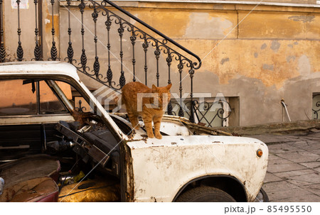 Odessa, Ukraine - 04 22 21: A furry adorable red cat freely walking the streets and yards sitting on the old ruined car in Odessa, Ukraine 85495550