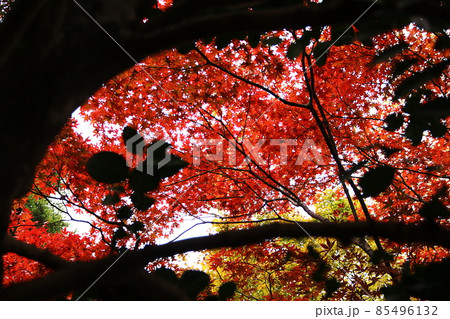 紅葉 85496132