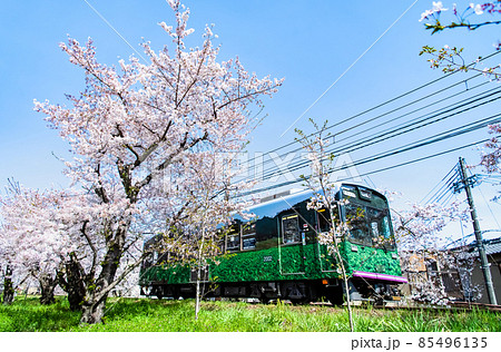 京都 嵐電　～桜と電車・宇多野付近～ 85496135