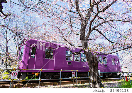 京都 嵐電 ~桜のトンネル~ 京都 嵐電 ~桜のトンネル~ 85496138