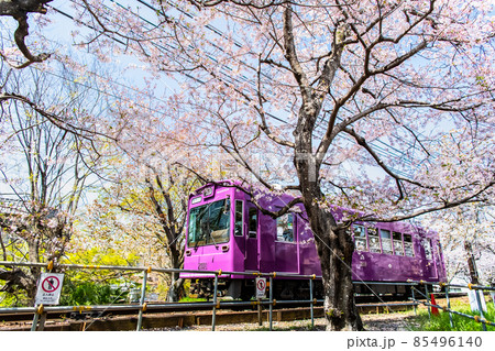 京都 嵐電　～桜のトンネル～ 85496140