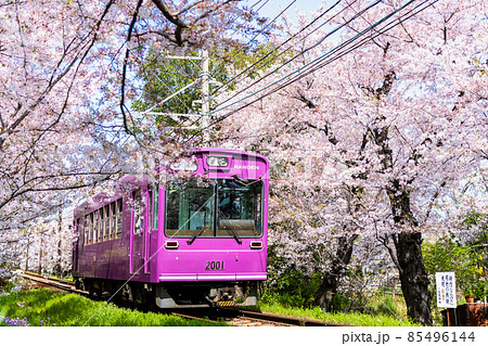 京都 嵐電　～桜のトンネル～ 85496144