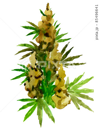 Hemp plant. Ink and watercolour drawing 85496641