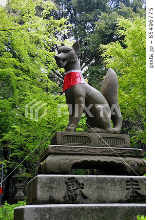 京都 伏見稲荷大社 稲荷大明神のお使い 白狐の像の写真素材 [85496775] - PIXTA