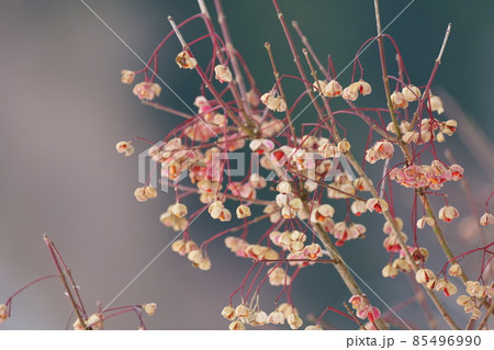 ドライフラワー化した冬のマユミの実 85496990