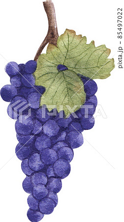 Grape fruit watercolor clipart png Grape fruit watercolor clipart png 85497022