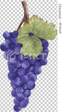 Grape fruit watercolor clipart png Grape fruit watercolor clipart png 85497022