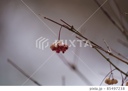 氷がついた冬のマユミの実 85497238