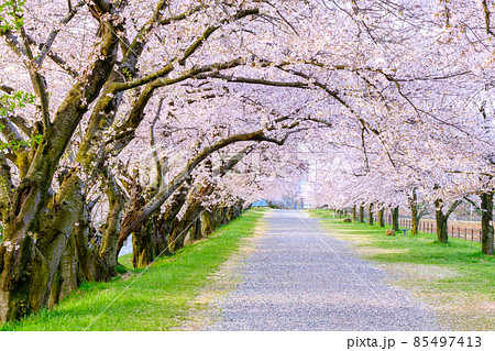 あさひ舟川の桜並木 あさひ舟川の桜並木 85497413