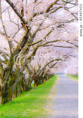 あさひ舟川の桜並木（ソフトフォーカス） 85497433