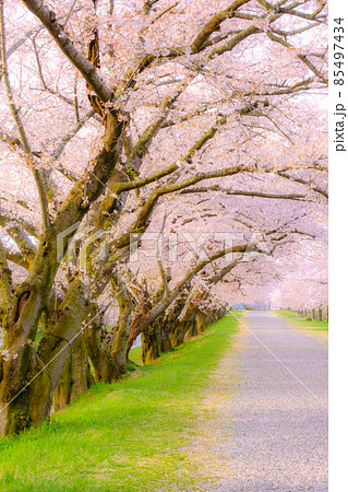 あさひ舟川の桜並木(ソフトフォーカス) あさひ舟川の桜並木(ソフトフォーカス) 85497434