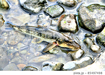 カマツカを斜め上から見た 85497498