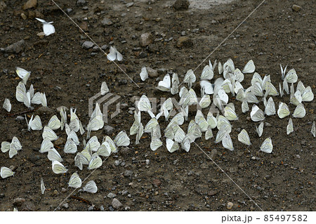 エゾスジグロシロチョウの集団吸水（北海道・鹿追町） 85497582