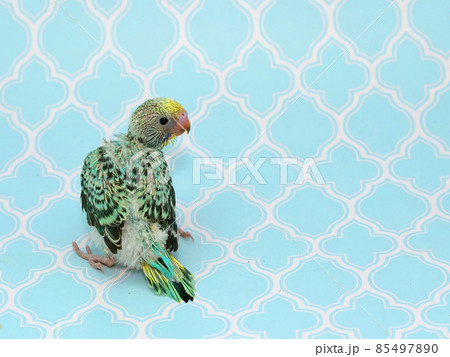 振り向くセキセイインコの雛 振り向くセキセイインコの雛 85497890