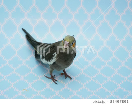 オカメインコ オカメインコ 85497891