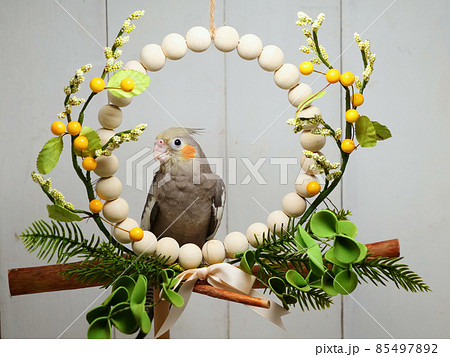リースにとまるオカメインコ リースにとまるオカメインコ 85497892