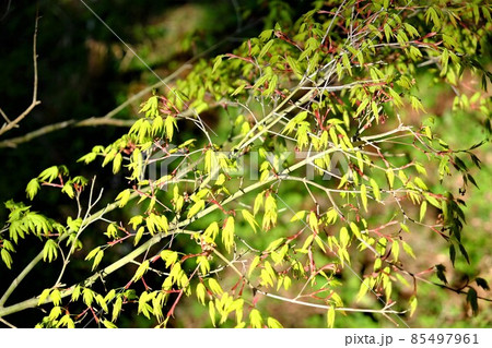 イロハモミジの新芽 【相模原市津久井 4月】の写真素材