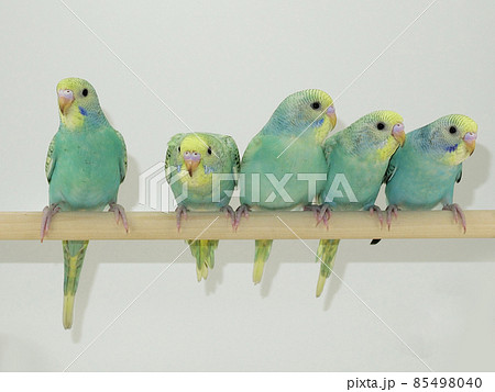 仲良く並ぶセキセイインコ 仲良く並ぶセキセイインコ 85498040